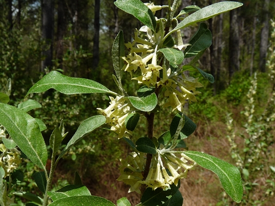 {Elaeagnus umbellata}